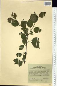 Rhamnus rugulosa Hemsl., Сибирь, Дальний Восток (S6) (Россия)