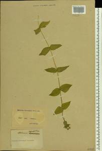 Stellaria aquatica (L.) Scop., Восточная Европа, Северо-Украинский район (E11) (Украина)