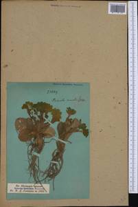 Primula vulgaris subsp. vulgaris, Западная Европа (EUR) (Швейцария)