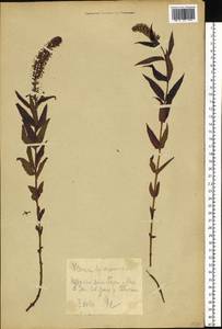 Вероника длиннолистная L., Восточная Европа, Северный район (E1) (Россия)