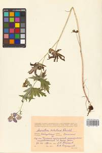 Борец мохнатый Rchb., Сибирь, Дальний Восток (S6) (Россия)