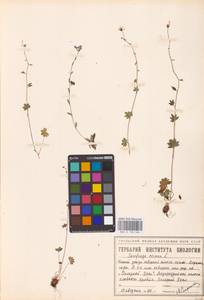 Камнеломка наклоненная, Камнеломка поникающая L., Восточная Европа, Северный район (E1) (Россия)