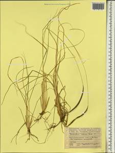 Pennisetum polystachion subsp. polystachion, Африка (AFR) (Сейшельские острова)