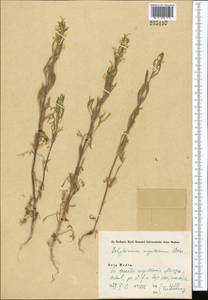 Delphinium rugulosum Boiss., Средняя Азия и Казахстан, Сырдарьинские пустыни и Кызылкумы (M7) (Узбекистан)