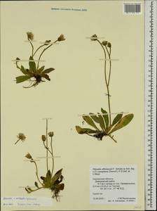 Pilosella acutifolia subsp. acutifolia, Восточная Европа, Западный район (E3) (Россия)