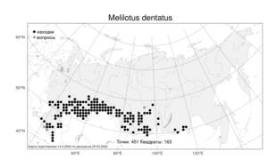 Melilotus dentatus, Донник зубчатый (Waldst. & Kit.) Desf., Атлас флоры России (FLORUS) (Россия)