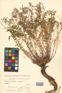 Астрагал Тугаринова Basil., Сибирь, Чукотка и Камчатка (S7) (Россия)