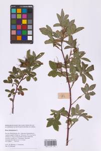 Шиповник майский Herrm., Восточная Европа, Московская область и Москва (E4a) (Россия)