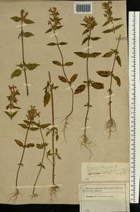 Пикульник ладанниковый L., Восточная Европа, Западный район (E3) (Россия)