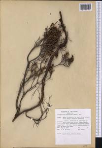 Kalmia buxifolia (Bergius) Gift & Kron, Америка (AMER) (США)