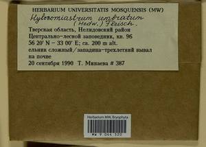 Hylocomiastrum umbratum (Hedw.) M. Fleisch. ex Broth., Гербарий мохообразных, Мхи - Центральное Нечерноземье (B6) (Россия)