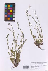 Незабудка полевая (L.) Hill, Восточная Европа, Московская область и Москва (E4a) (Россия)