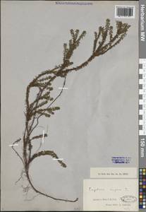 Водяника черная, Шикша черная L., Сибирь, Западная Сибирь (S1) (Россия)