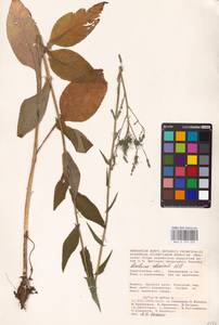 Латук дубравный L., Восточная Европа, Нижневолжский район (E9) (Россия)