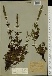 Схизонепета многонадрезная, Рассеченнокотовник многонадрезный (L.) Briq., Сибирь, Западный (Казахстанский) Алтай (S2a) (Казахстан)