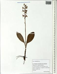 Любка зеленоцветковая (Custer) Rchb., Восточная Европа, Северо-Западный район (E2) (Россия)