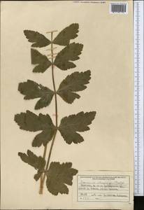 Семеновия опушенноплодная (Regel & Schmalh.) Korovin ex Pimenov & V.N.Tikhom., Средняя Азия и Казахстан, Западный Тянь-Шань и Каратау (M3) (Киргизия)