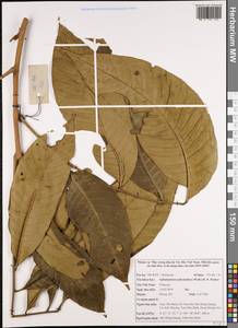 Aphanamixis polystachya (Wall.) R. Parker, Зарубежная Азия (ASIA) (Вьетнам)