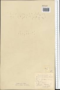 Крупка весенняя L., Средняя Азия и Казахстан, Северный и Центральный Казахстан (M10) (Казахстан)