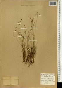 Bulbostylis coleotricha (Hochst. ex A.Rich.) C.B.Clarke, Африка (AFR) (Мали)