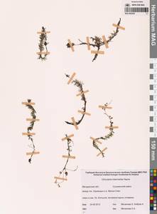 Пузырчатка средняя  Hayne, Сибирь, Чукотка и Камчатка (S7) (Россия)