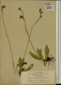 Ястребиночка прусская (Nägeli & Peter) Soják, Восточная Европа, Северо-Западный район (E2) (Россия)