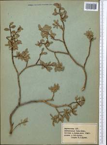 Ива, Средняя Азия и Казахстан, Северный и Центральный Тянь-Шань (M4) (Киргизия)