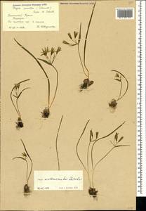 Гусиный лук Артемчука Krasnova, Крым (KRYM) (Россия)