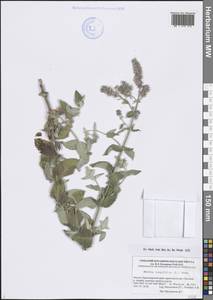 Мята длиннолистная (L.) L., Кавказ, Черноморское побережье (от Новороссийска до Адлера) (K3) (Россия)