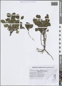 Alternanthera bettzickiana (Regel) G.Nicholson, Зарубежная Азия (ASIA) (ОАЭ)