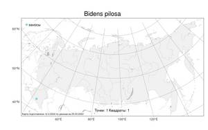 Bidens pilosa, Череда волосистая L., Атлас флоры России (FLORUS) (Россия)