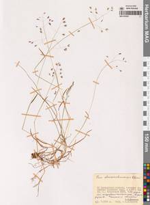 Мятлик шумшуйский Ohwi, Сибирь, Чукотка и Камчатка (S7) (Россия)