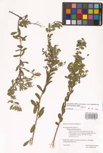 Spiraea crenata subsp. crenata, Восточная Европа, Центральный лесостепной район (E6) (Россия)