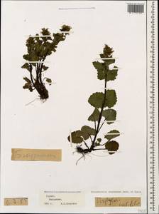 Норичник золотистоцветковый Jaub. & Sp., Кавказ, Грузия (K4) (Грузия)