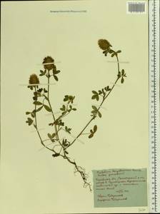 Trifolium pratense subsp. pratense, Восточная Европа, Ростовская область (E12a) (Россия)