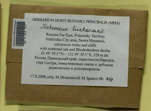 Meteorium buchananii (Brid.) Broth., Гербарий мохообразных, Мхи - Дальний Восток (без Чукотки и Камчатки) (B20) (Россия)