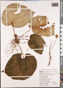 Begonia oreodoxa Chun & F.Chun, Зарубежная Азия (ASIA) (Вьетнам)