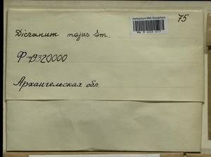 Dicranum majus Turner, Гербарий мохообразных, Мхи - Архангельская и Вологодская области, Коми, Ненецкий АО (B7) (Россия)