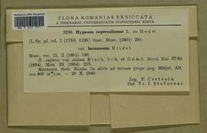 Hypnum cupressiforme Hedw., Гербарий мохообразных, Мхи - Западная Европа (BEu) (Румыния)