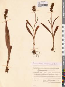 Кокушник длиннорогий (L.) R.Br., Сибирь, Дальний Восток (S6) (Россия)