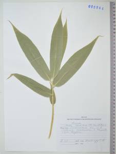 KHA944, Sasamorpha borealis (Hack.) Nakai, Сибирь, Дальний Восток (S6) (Россия)