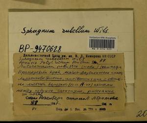 Aulacomnium palustre (Hedw.) Schwägr., Гербарий мохообразных, Мхи - Дальний Восток (без Чукотки и Камчатки) (B20) (Россия)