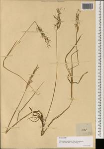 Chrysopogon aciculatus (Retz.) Trin., Зарубежная Азия (ASIA) (Филиппины)