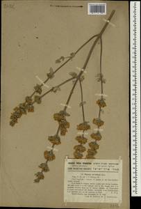 Nepeta curviflora Boiss., Зарубежная Азия (ASIA) (Израиль)