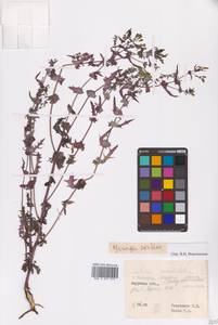 Crepidiastrum sonchifolium subsp. sonchifolium, Сибирь, Дальний Восток (S6) (Россия)