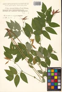 Горошек разветвленный (Maxim.) Ohwi, Сибирь, Дальний Восток (S6) (Россия)