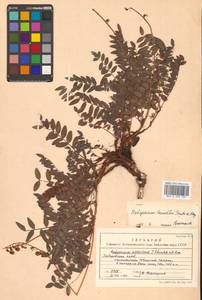 Копеечник копеечниковый (L.) Schinz & Thell., Сибирь, Дальний Восток (S6) (Россия)