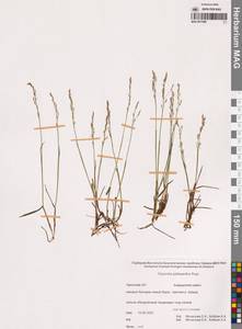 Дюпонция Фишера R.Br., Сибирь, Чукотка и Камчатка (S7) (Россия)