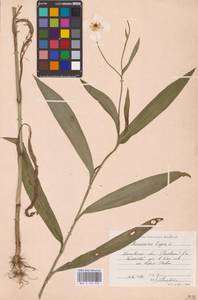 Лютик длиннолистный L., Восточная Европа, Центральный лесной район (E5) (Россия)