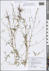 Лебеда раскидистая L., Восточная Европа, Московская область и Москва (E4a) (Россия)